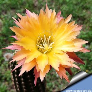 Trichopsis (Trichocereus x Echinopsis hybrid) cv. GEZACKT (L8/22)