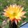 Trichopsis (Trichocereus x Echinopsis hybrid) cv. GEZACKT (L8/22)