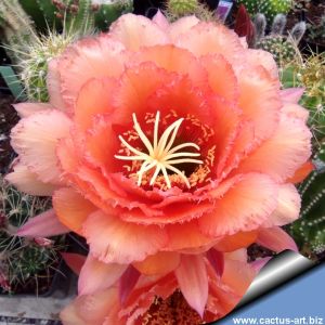 Trichopsis (Trichocereus x Echinopsis hybrid) cv. TS100