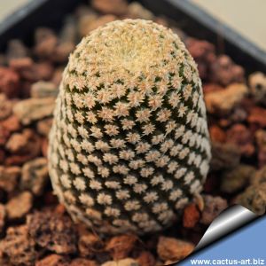 Lobivia famatimensis v. bonnieae sp. nova (Thelocephala duripulpa?)