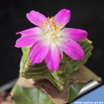 Aztekium valdezii (GRAFTED)