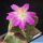 Aztekium valdezii (GRAFTED)