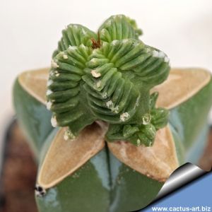 Aztekium valdezii (grafted)