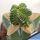 Aztekium valdezii (GRAFTED)