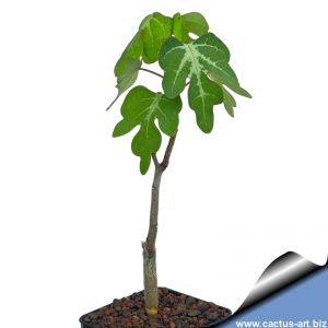 Adenia olaboensis