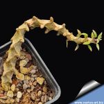 Ceropegia armandii 