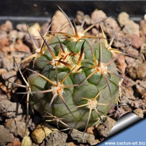 Acanthocalycium thionanthum v. glaucum KAS427.2