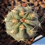 Acanthocalycium thionanthum v. glaucum KAS427.2