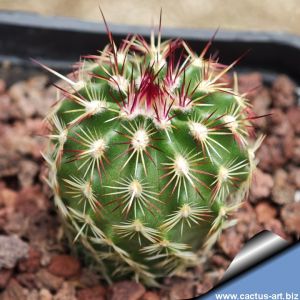 Echinocereus chloranthus v. rhyolithensis f. cowperi RC7/95