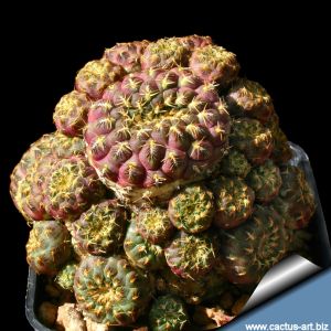 Sulcorebutia rauschii "Yellow spines"