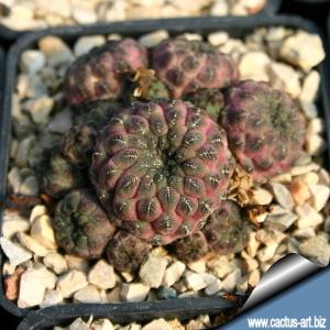 Sulcorebutia rauschii HS121/1 - Cerro Flor de Aikampa, Zudañez, Chuquisaca, Bolivia 2700m, pot 6x6 cm.