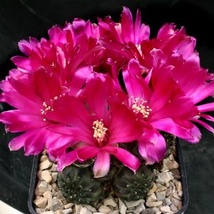 Sulcorebutia rauschii HS121/1 - Cerro Flor de Aikampa, Zudañez, Chuquisaca, Bolivia 2700m , pot 6x6 cm