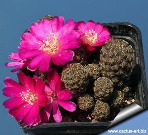 Sulcorebutia taratensis v. minima WR196 Cochabamba, cochabamba, Bolivia