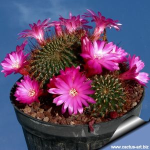 Sulcorebutia tiraquensis v. aguilarii HS220 - Pojo 2km, Carrasco, Cochabamba, Bol