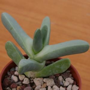 Schwantesia loeschiana W. Gahkab, Namibia