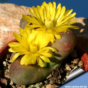 Tanquana hilmarii (MG1869.44)