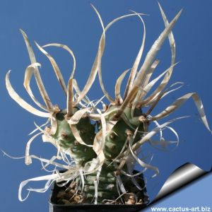 Tephrocactus articulatus v. papyracanthus