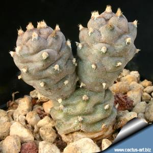 Tephrocactus articulatus v. strobiliformis
