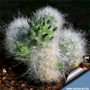 Tephrocactus rauhii KK 393; Huancayo, 4000m, Peru