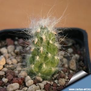 Tephrocactus rauhii KK 393; Huancayo, 4000m, Peru