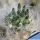 Tephrocactus rauhii KK 393; Huancayo, 4000m, Peru