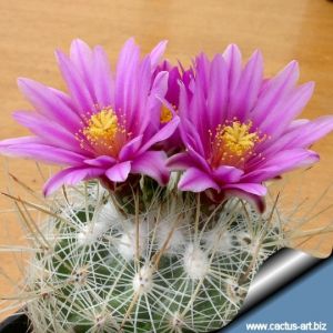 Thelocactus conothelos v. argenteus
