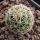 Thelocactus conothelos v. argenteus