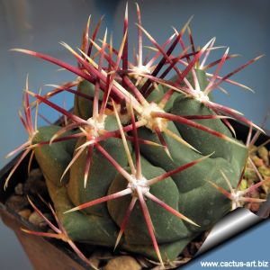 Thelocactus heterochromus