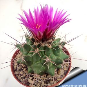 Thelocactus rinconensis