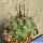 Thelocactus rinconensis