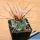 Thelocactus rinconensis