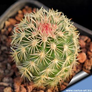 Echinocereus pectinatus Guadalupe, Chihuahua, Mexico