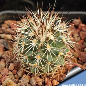 Gymnocactus beguinii (Turbinicarpus beguinii)  LX176 La Rinconada, Nuevo Leon, Mexico