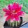 Echinopsis hybrid cv. PINK WILD