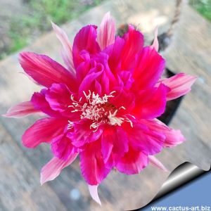 Echinopsis hybrid cv. PINK WILD
