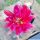 Echinopsis hybrid cv. PINK WILD
