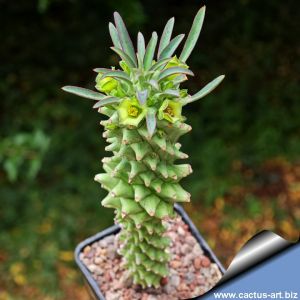 Euphorbia clandestina