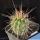 Echinocereus engelmannii L13 San Borja, 200-400m, Baja California, Mexico (Echinocereus sanborgianus)