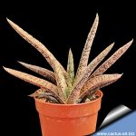 Gasteria pulchra