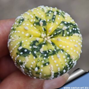 Astrophytum asterias cv. SUPERKABUTO f. variegata (NISHIKI)