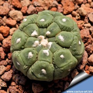 Astrophytum asterias cv. KIKKO LIZARD SKIN "nudum"