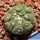 Astrophytum asterias cv. KIKKO LIZARD SKIN "nudum"