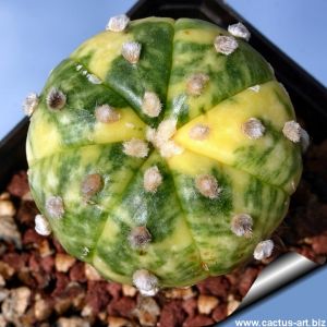 Astrophytum asterias cv. NISHIKI + RURY KABUTO (nudum f. variegata)