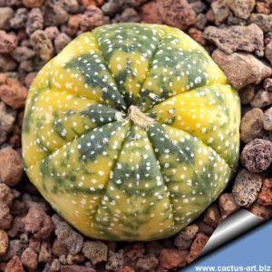 Astrophytum asterias cv. NISHIKI (variegata) - Mix designes