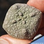 Pseudolithos cubiformis Ø ± 3-4 cm