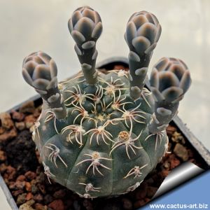 Gymnocalycium kieslingii f. albiareolatum VG1037 Las Penas, 1520m, La Rioja, Argentina