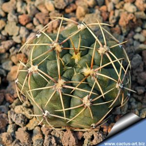 Gymnocalycium taningaense aff. VG1266 Taninga, Cordoba, Argentina