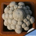 Mammillaria humboldtii f. caespitosa