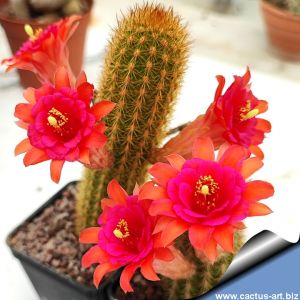 Hildewintera hybrid cv. CARMINIO MAGENTA