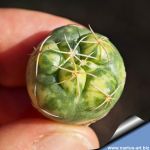 Coryphantha elephantidens f. variegata